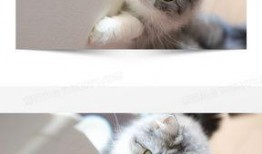 猫咪爆料视频素材无水印,揭秘无水印爆料视频中的萌态瞬间