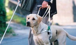 导盲犬小q在线观看,陪伴与成长的温暖故事