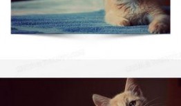 猫咪爆料视频素材无水印,揭秘无水印爆料视频中的萌态瞬间