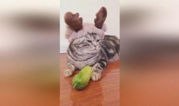 娱乐吃瓜小小鱼,揭秘娱乐圈幕后故事