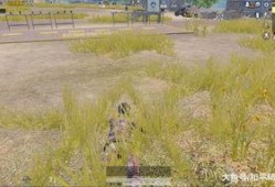 和平精英新军需最新爆料香桃花海,和平精英新春浪漫来袭