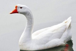 网红大鹅吃瓜视频下载,揭秘网络红人的魅力瞬间