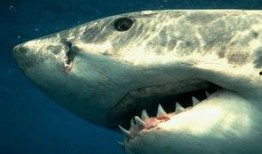 大白鲨 在线观看