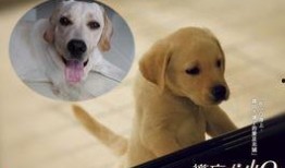 导盲犬小q在线观看,陪伴与成长的温暖故事